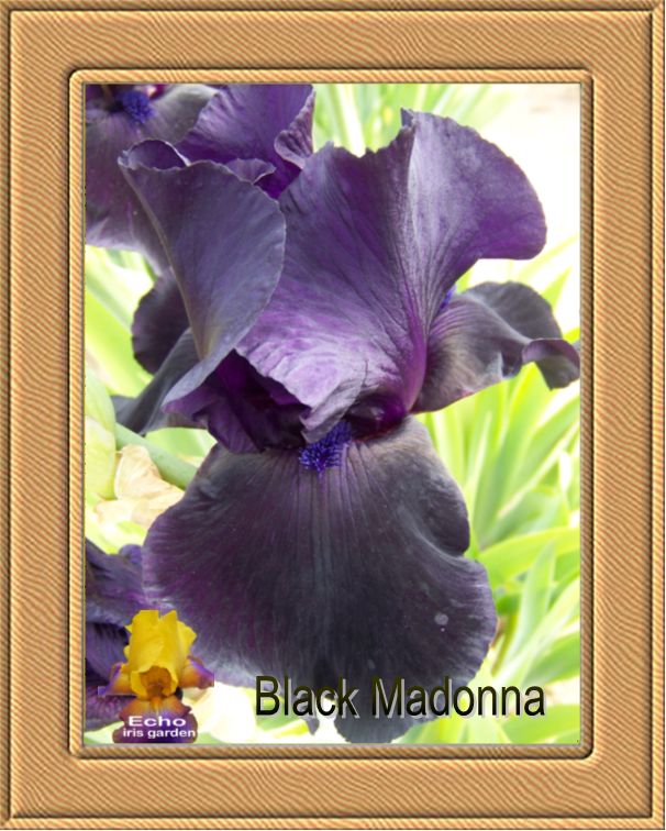 Black Madonna