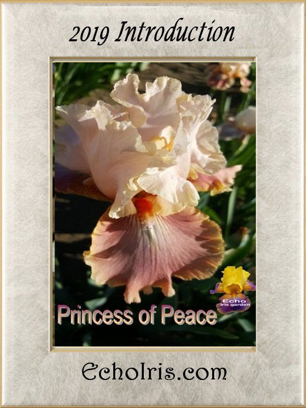 Princess of Peace