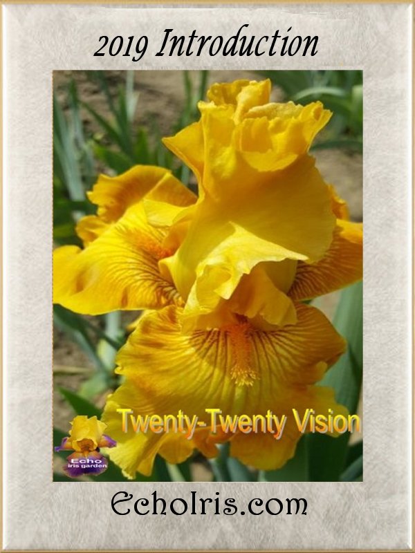 Twenty-Twenty Vision